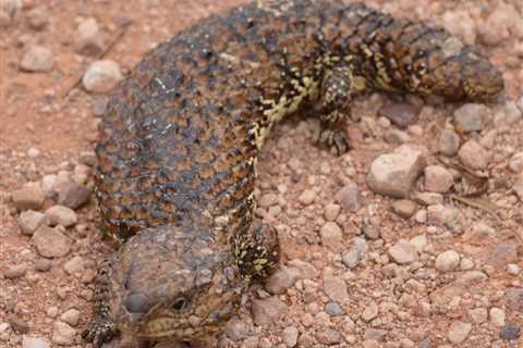 Researchers Probe Genetics Behind a Lizard’s Odd Immune System