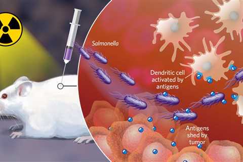 Salmonella Injection Helps the Mouse Immune System Kill Tumors