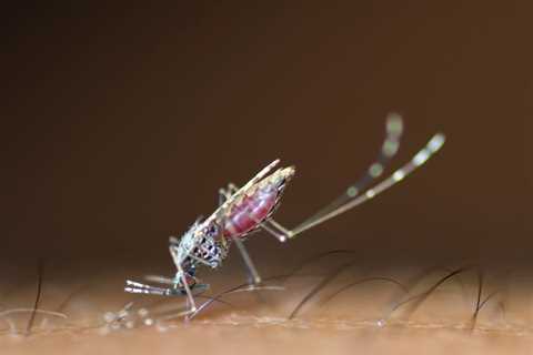 Mosquitoes Bite More During the Day Than Previously Thought