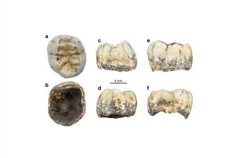 Ancient Tooth Could Be Clue in Denisovan Migration Mystery