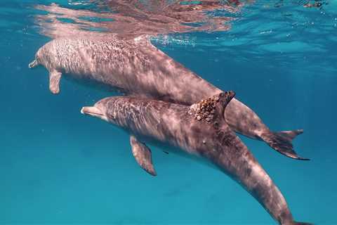 Study Suggests Dolphins Use Coral Mucus as Medicine