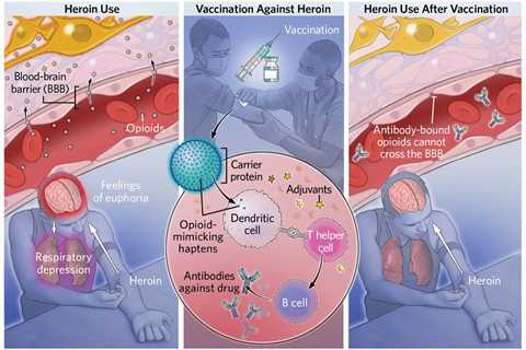 Infographic: Inducing Active Immunity Against Opioid Overdose