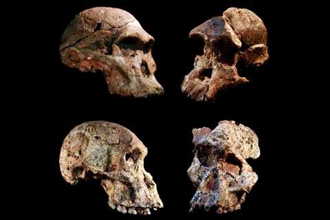 South African Hominin Fossils Predate Lucy, Analysis Suggests