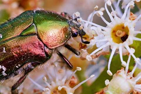 Plants Will Start Battling For Pollinators as Insects Decline. Losing Could Mean Exile