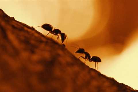 Ant Colonies Act Eerily Like a Neural Network, New Research Finds