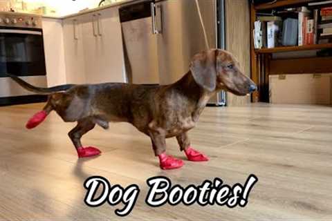 Mini Dachshund Puppy Tries Dog Shoes for the First Time Ever