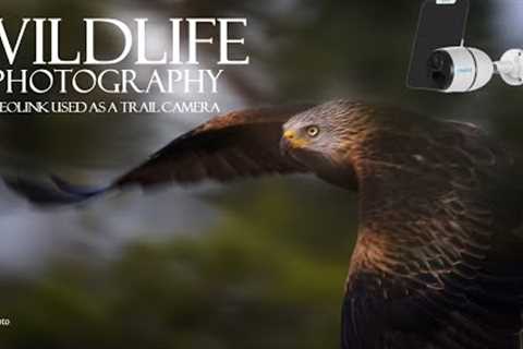 WILDLIFE PHOTOGRAPHY - 100% Wireless 4G Security Camera - Reolink GO used as a trail camera at hide.