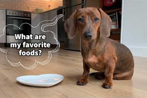 Mini Dachshund Puppy Tries Different Foods