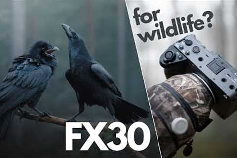 FX30 for Wildlife Photography - Is it worth it?