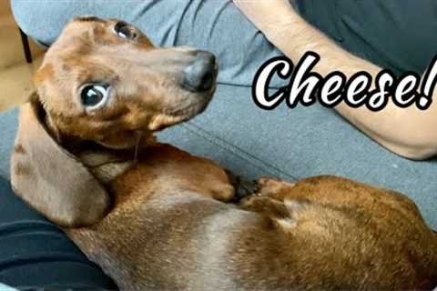 Mini Dachshund Reacts to Hearing the Word ''Cheese''