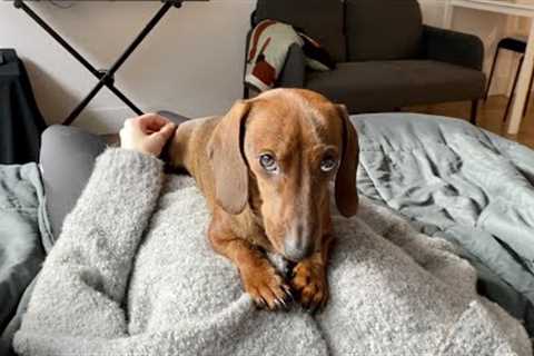 Mini dachshund won''t get out of bed