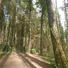 Drone Crashes Into Tree While Following Mountain Bikers Through Forest - 1404332