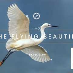 The Flying Beauties | Bird Photography | Exciting World of Sky Machines | A look at their lives