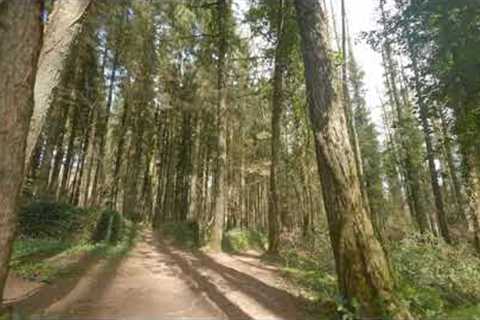 Drone Crashes Into Tree While Following Mountain Bikers Through Forest - 1404332