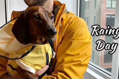 Mini dachshund in the summer rain