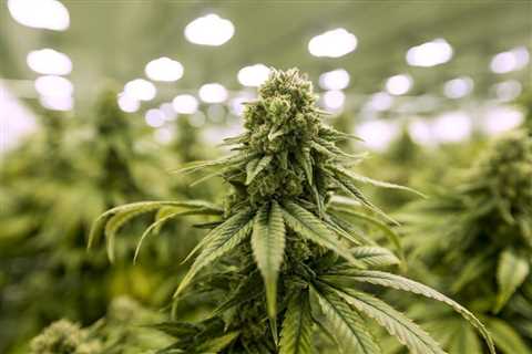 Marijuana Supply Chain: Profits and Headaches