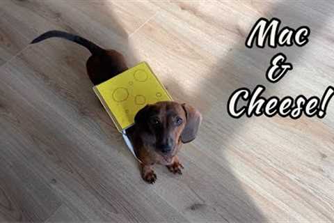 Mini dachshund''s homemade halloween costume