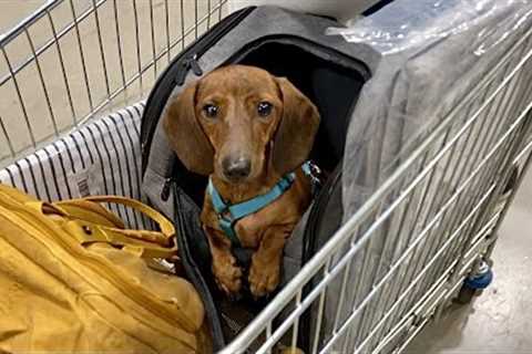 Mini dachshund goes to IKEA!