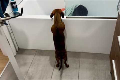 Mini dachshund plays hide-and-seek in new apartment