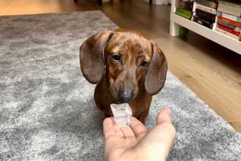 Mini dachshund vs ice cube