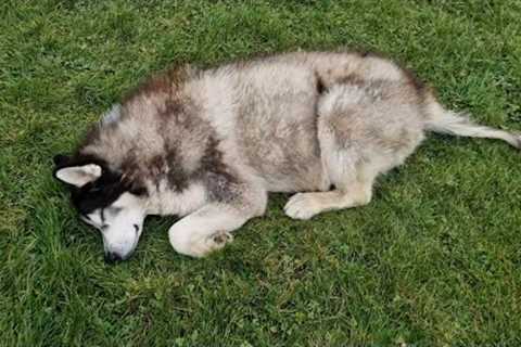 Old Husky Is Well Taken Care Of In His New Home