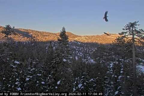 Anxiety in the valley FOBBV CAM Big Bear Bald Eagle Live Nest - Cam 1 / Wide View - Cam 2