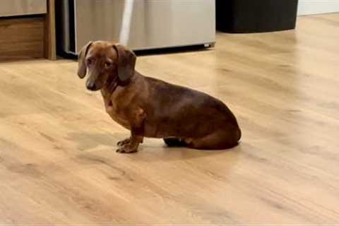 Mini dachshund wants dessert!