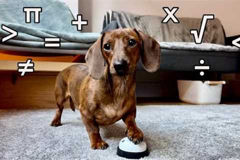 Mini dachshund does dog math!