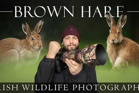 Amazing Morning ** Irish Wildlife Photography - Brown Hare