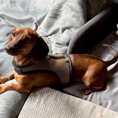 Mini dachshund tries a custom dog harness