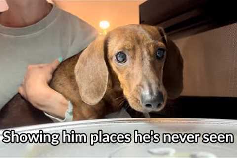 Showing mini dachshund places he''s never seen before