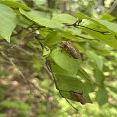 Chorus or Cacophony? Cicada Song Hits Some Ears Harder Than Others