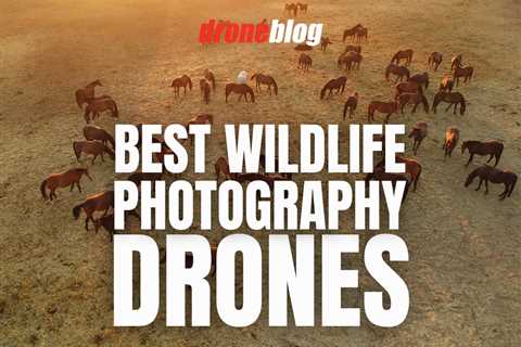 Best Drones for Wildlife Photography