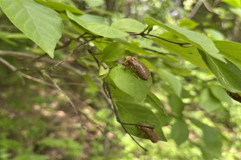 Chorus or Cacophony? Cicada Song Hits Some Ears Harder Than Others