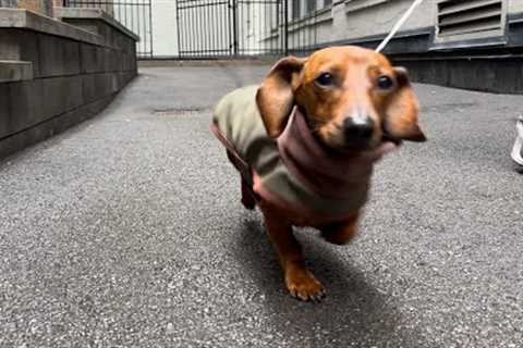 Mini dachshund runs around in the rain!