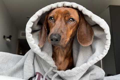 Mini dachshund and his favorite sweatshirt