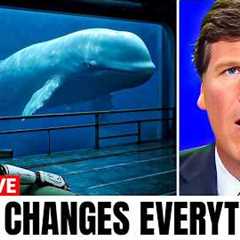 Scientists Just Decoded Language of the Whales Using AI... And It''s Not What You Think