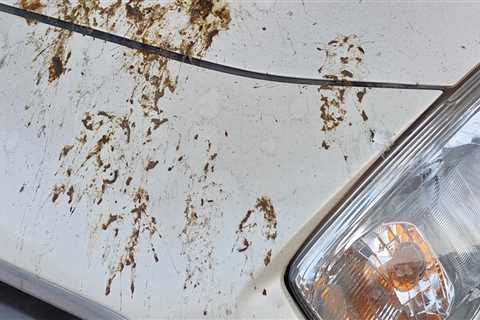 Essential Steps to Safeguard Your Car's Paint from Bird Droppings
